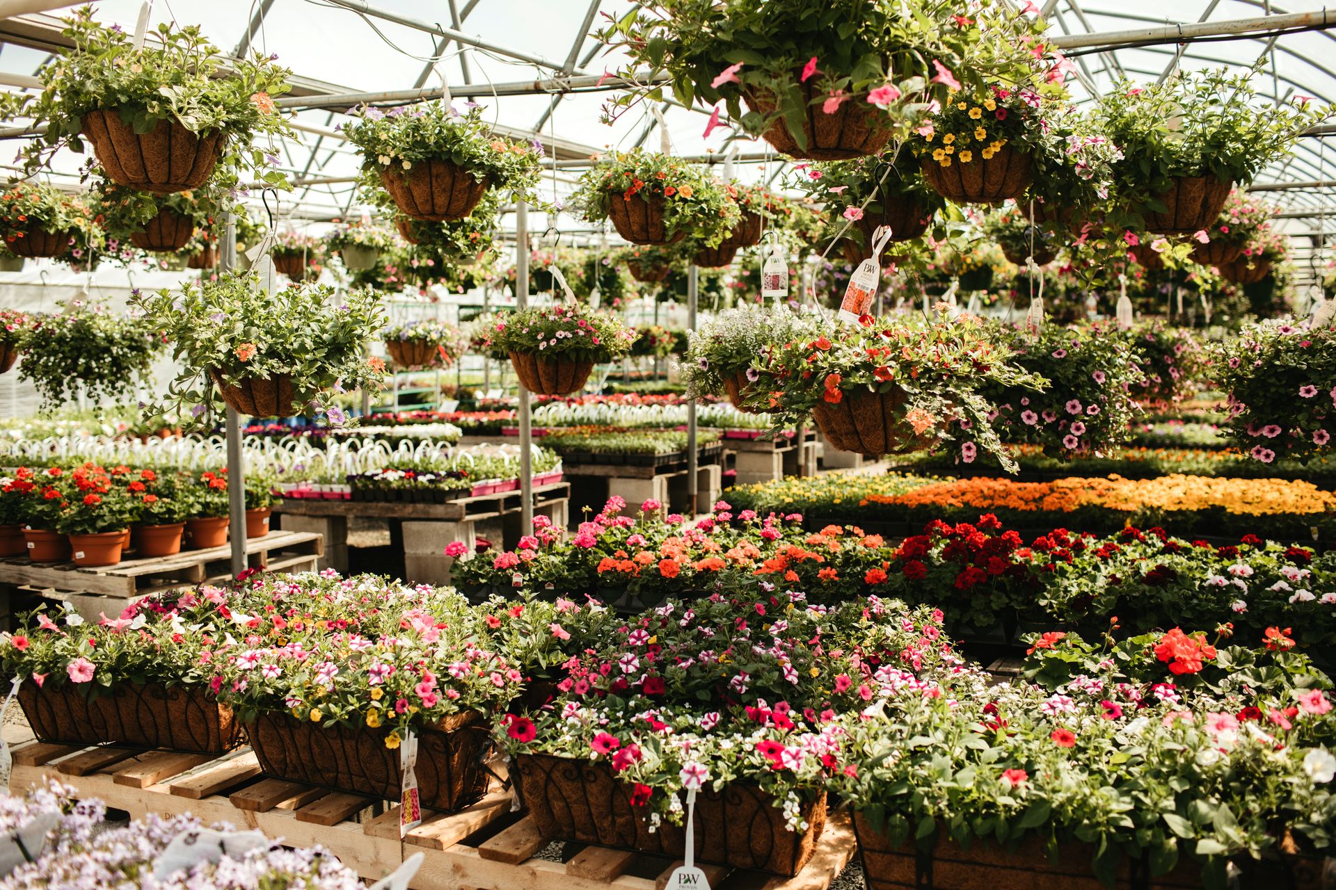 Garden Nursery Annuals, Shrubs & Trees Devitts Garden Center