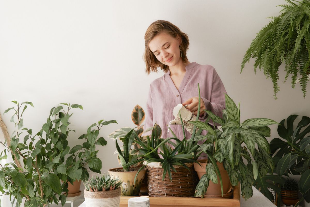 6 Helpful Tips To Keeping Your Indoor Plants Happy This Winter Devitt