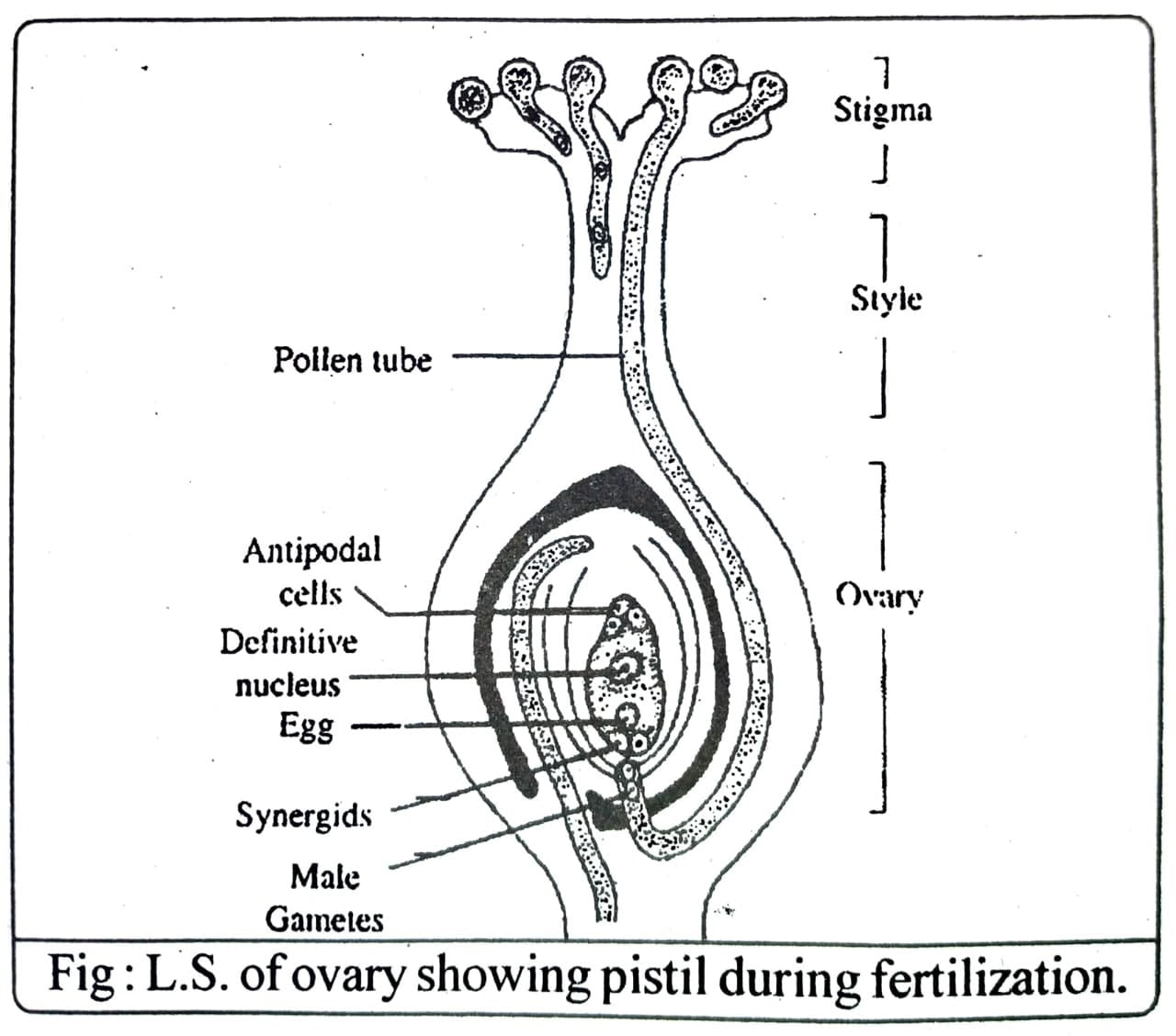 Class 12 Biology Chapter 2 Sexual Reproduction in Flowering Plants
