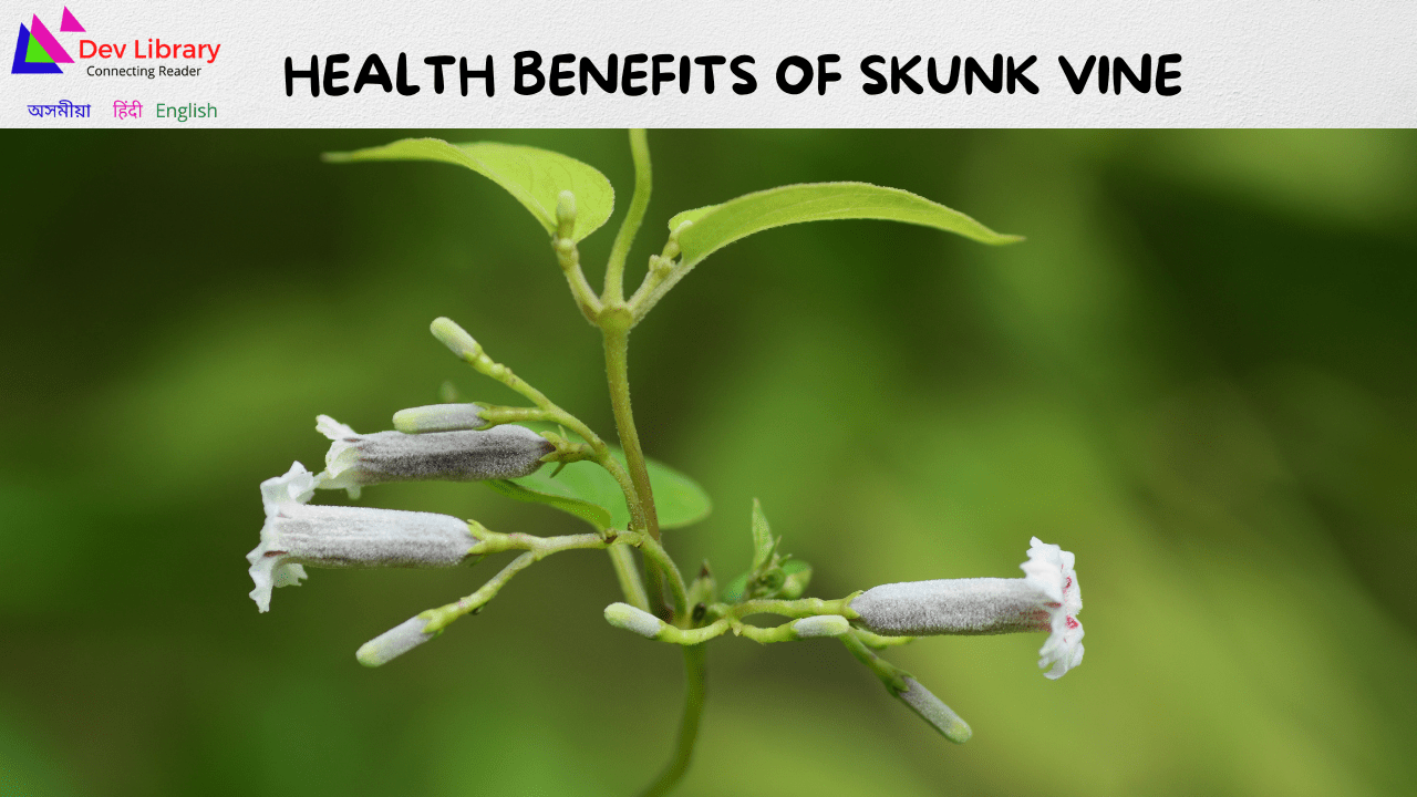 Health Benefits of Skunk Vine ভেদাইলতাৰ উপকাৰিতা Dev Library