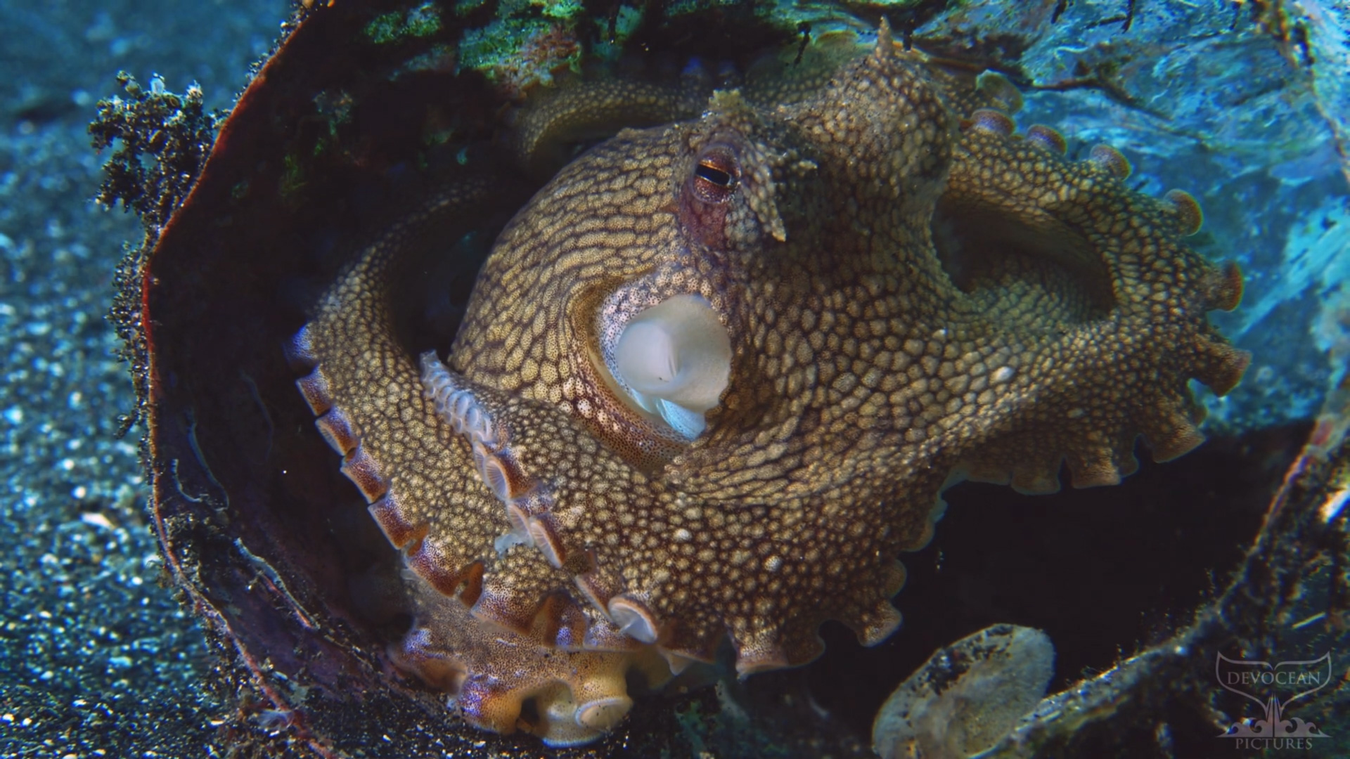Coconut Octopus (Amphioctopus marginatus) Devocean Pictures