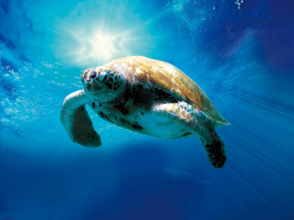 Learn to Dive Gold Coast South East Queensland Scuba Diving, we’ve