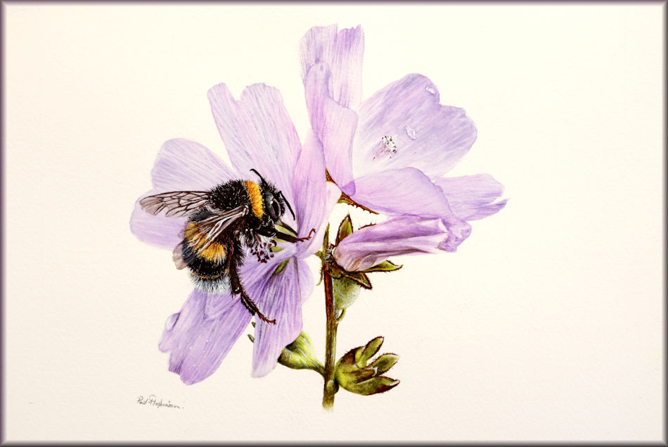 How to paint a bee in detailed watercolour on a flower The Devon Artist