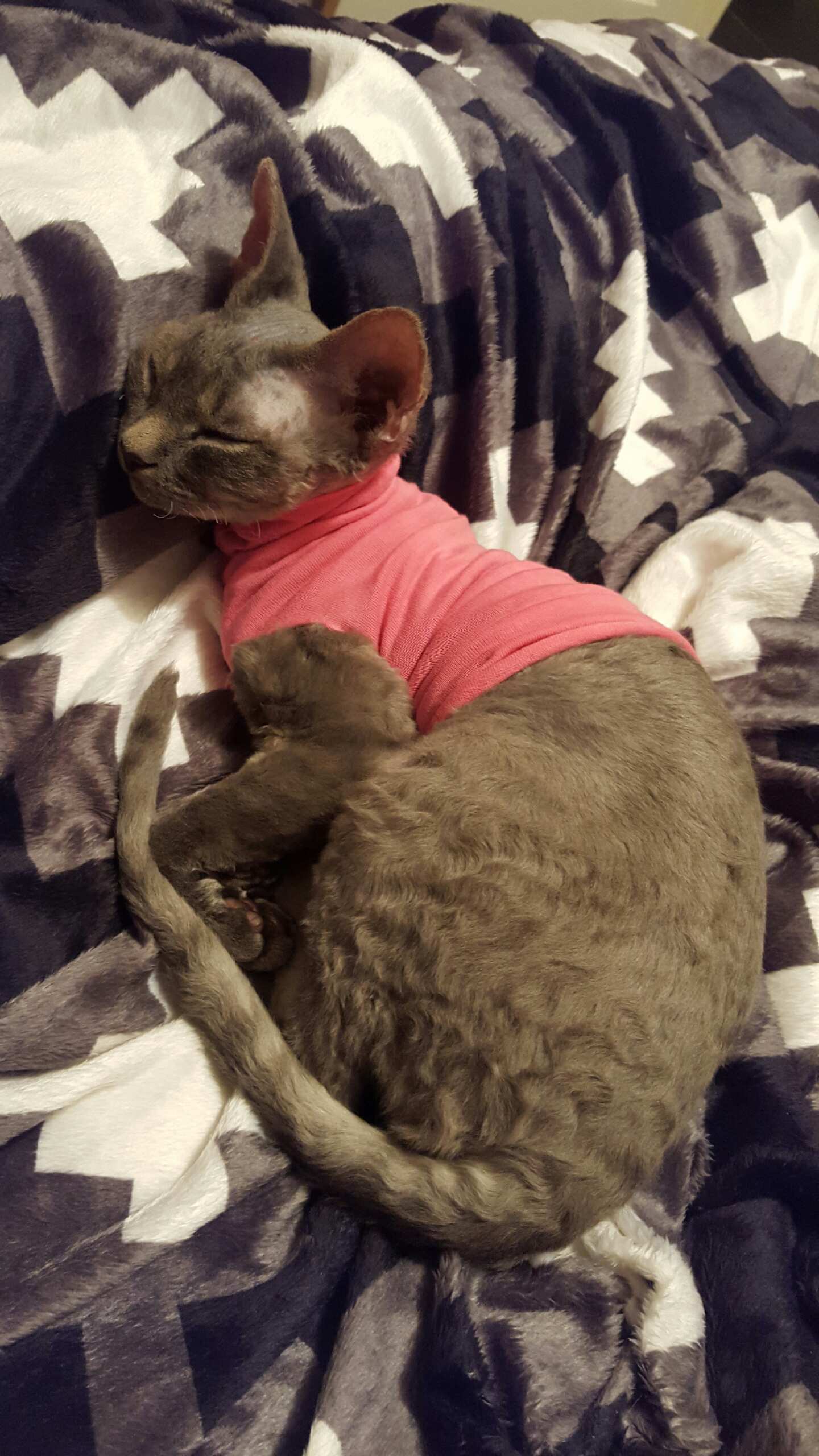 Gallery Devon Rex for Sale