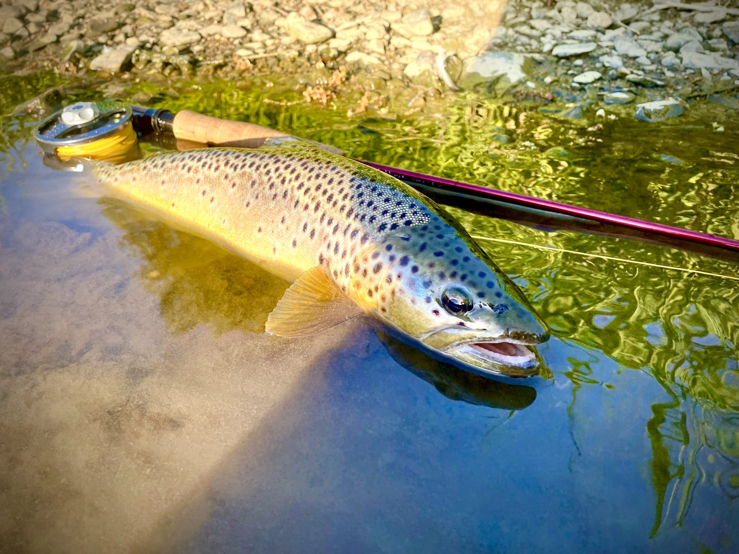 Improve your fly fishing today with these tips