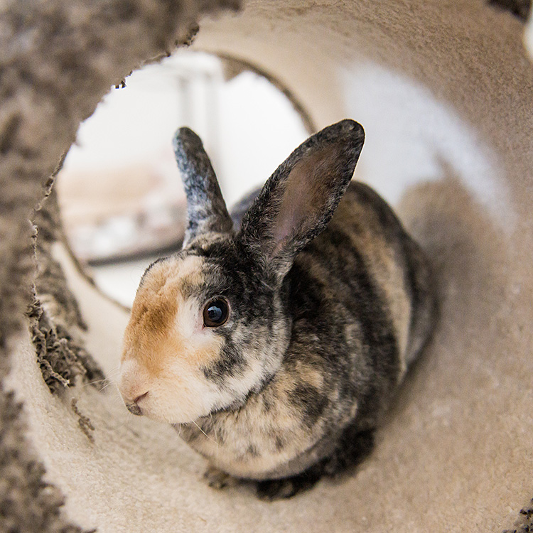 Pet Aftercare, Cremation & Euthanasia Services Devoted