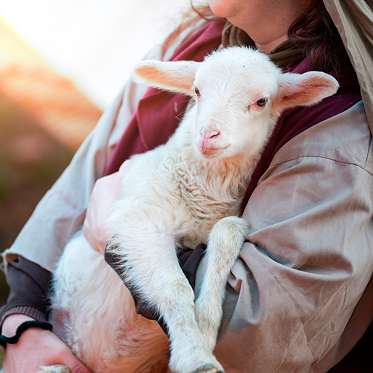 Pet Aftercare, Cremation & Euthanasia Services Devoted