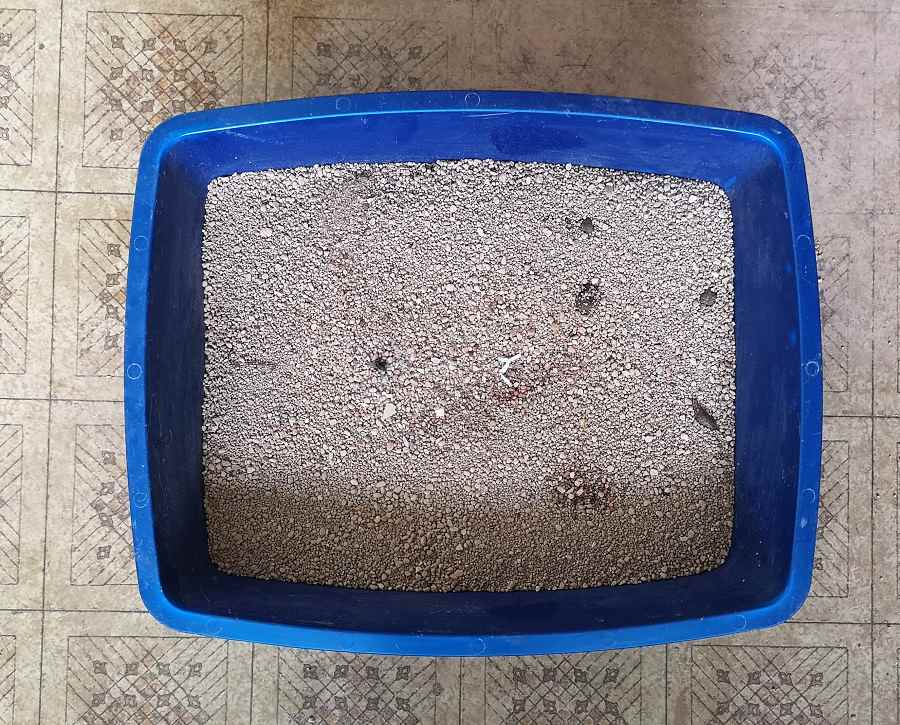 The Dangers of Cat Litter and How to Avoid Them Devoted to Cats