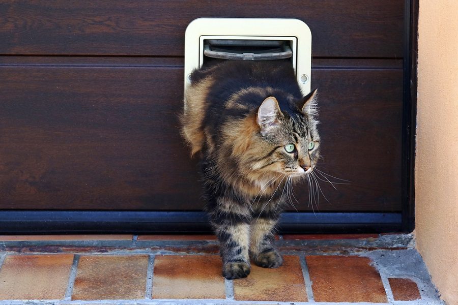 Is a Cat Flap a Good Idea Things You Need to Know Devoted to Cats
