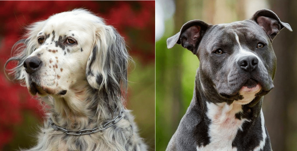 Top 25+ Ridiculously Adorable Pitbull Mixes You Will Love in 2021