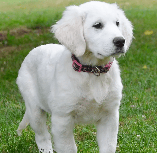 Top 14 Best Golden Retriever Breeders in California (CA)