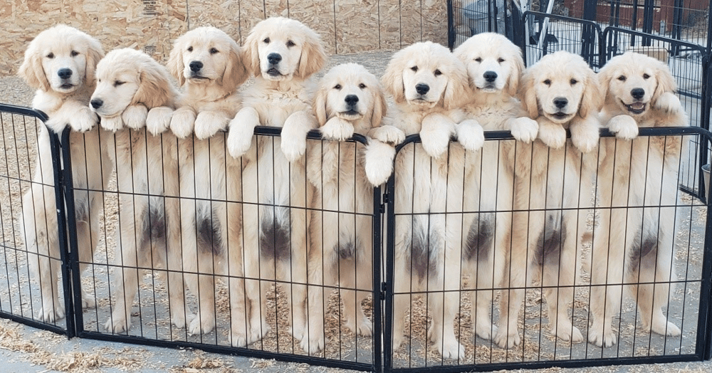 Top 14 Best Golden Retriever Breeders in California (CA)