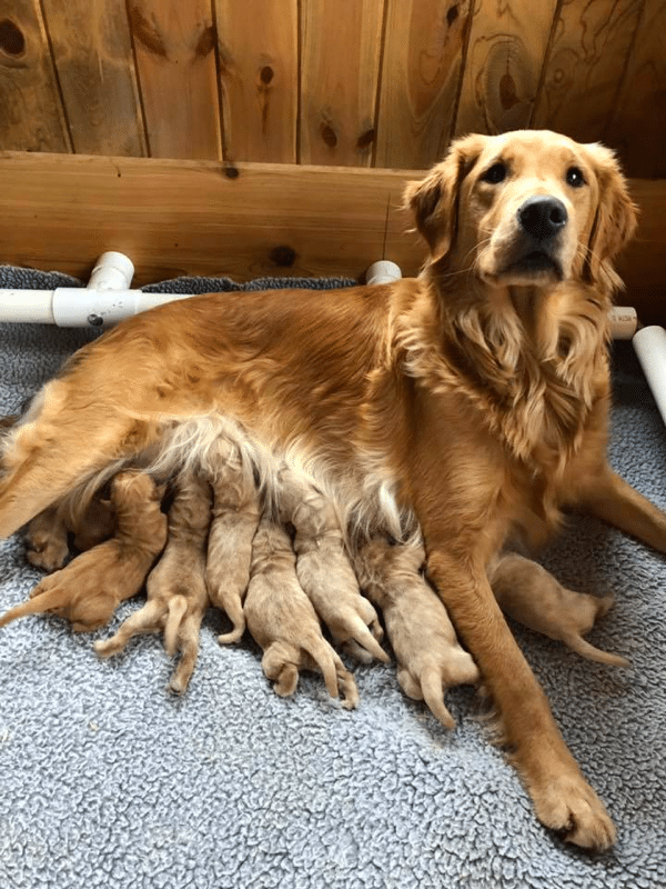 Top 15 Best Golden Retriever Breeders in Wisconsin (WI)