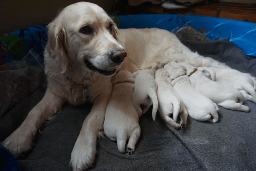 Top 15 Best Golden Retriever Breeders in Wisconsin (WI)