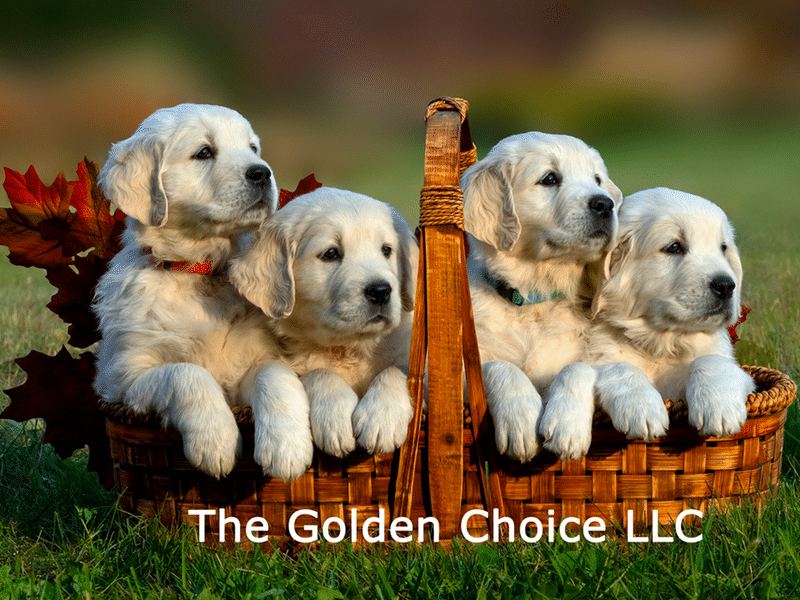 Top 15 Best Golden Retriever Breeders in Wisconsin (WI)