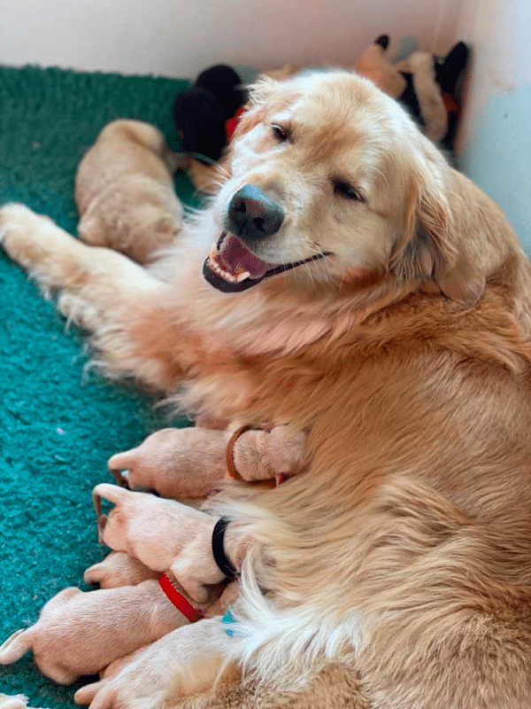 Top 40 Best Golden Retriever Breeders in Michigan (MI)