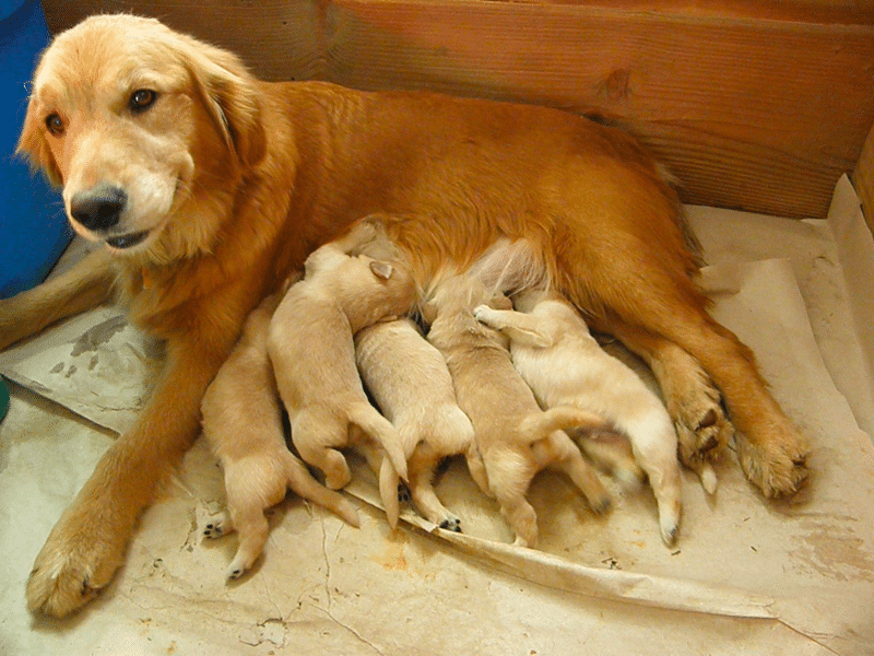 Top 40 Best Golden Retriever Breeders in Michigan (MI)