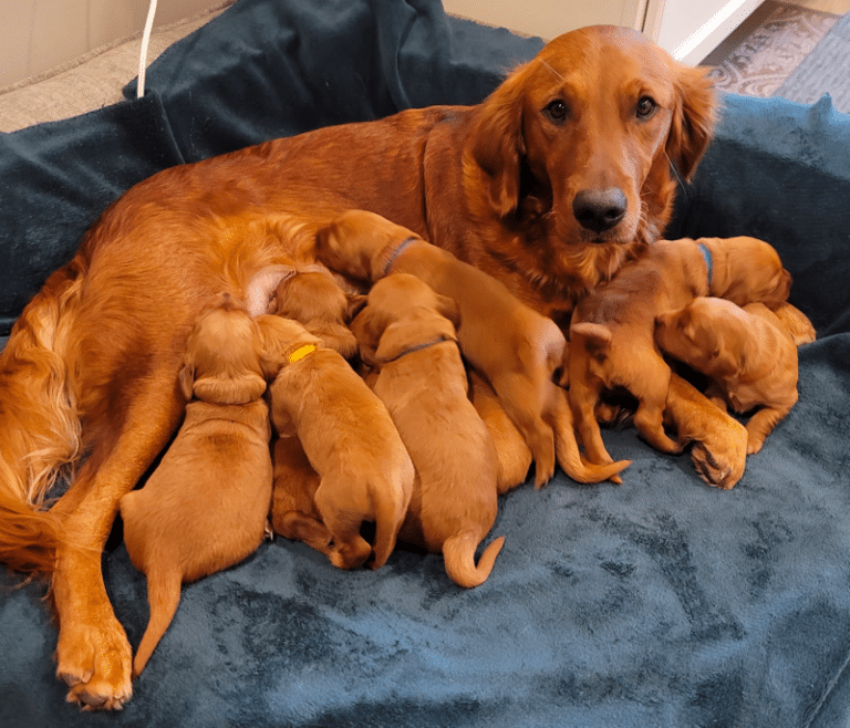 Top 40 Best Golden Retriever Breeders in Michigan (MI)