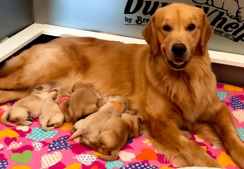 Top 40 Best Golden Retriever Breeders in Michigan (MI)