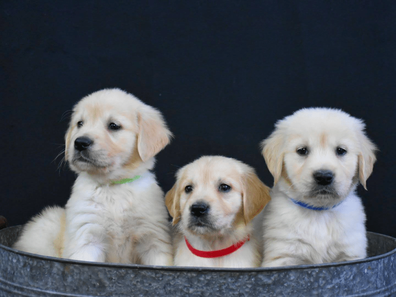 Top 40 Best Golden Retriever Breeders in Michigan (MI)