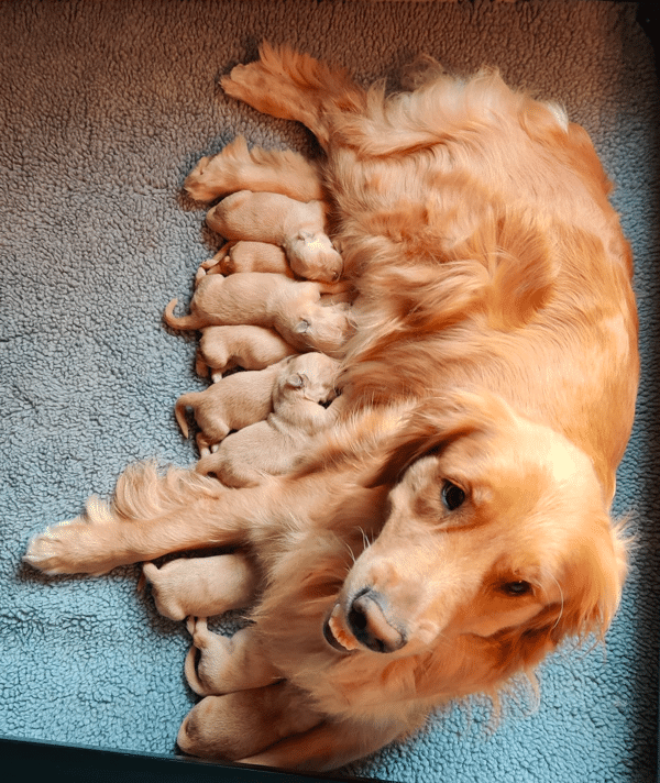 Top 34 Best Golden Retriever Breeders In Ohio (OH)