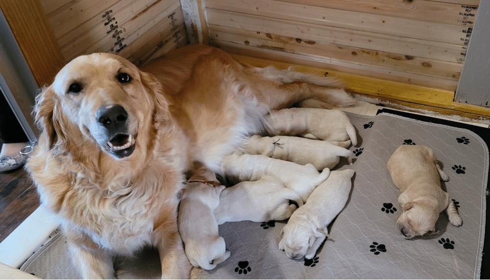 Top 34 Best Golden Retriever Breeders In Ohio (OH)