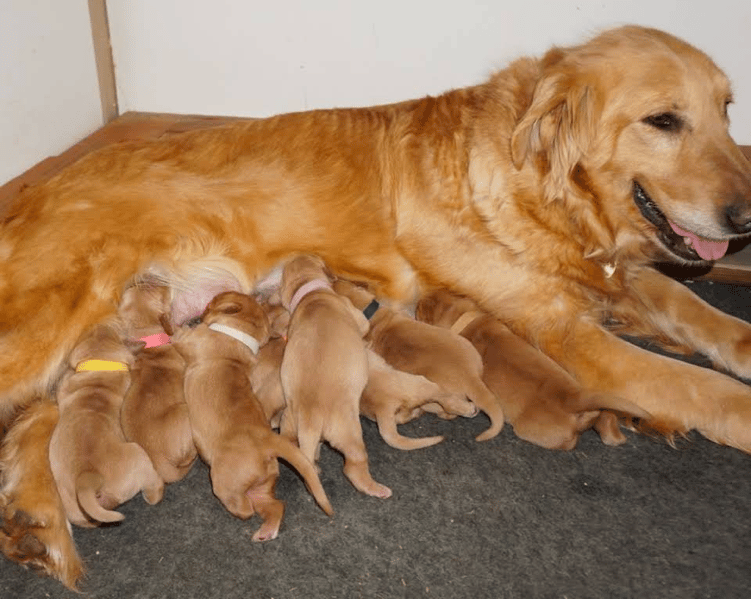 Top 10 Best Golden Retrievers Breeders in Pennsylvania (PA)