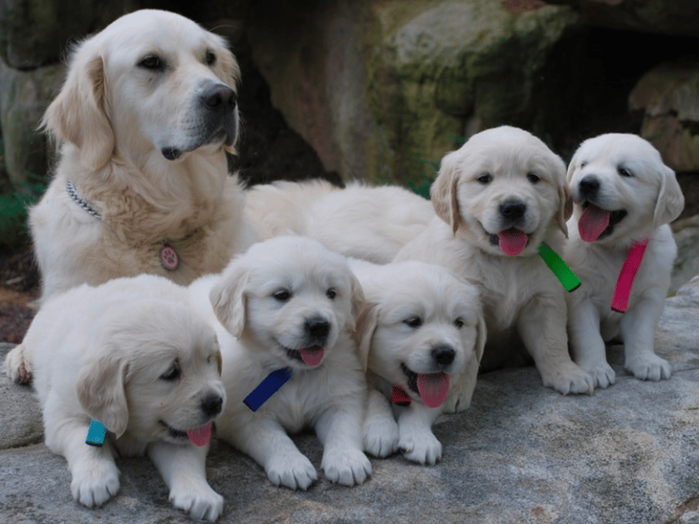 Top 10 Best Golden Retrievers Breeders in Pennsylvania (PA)
