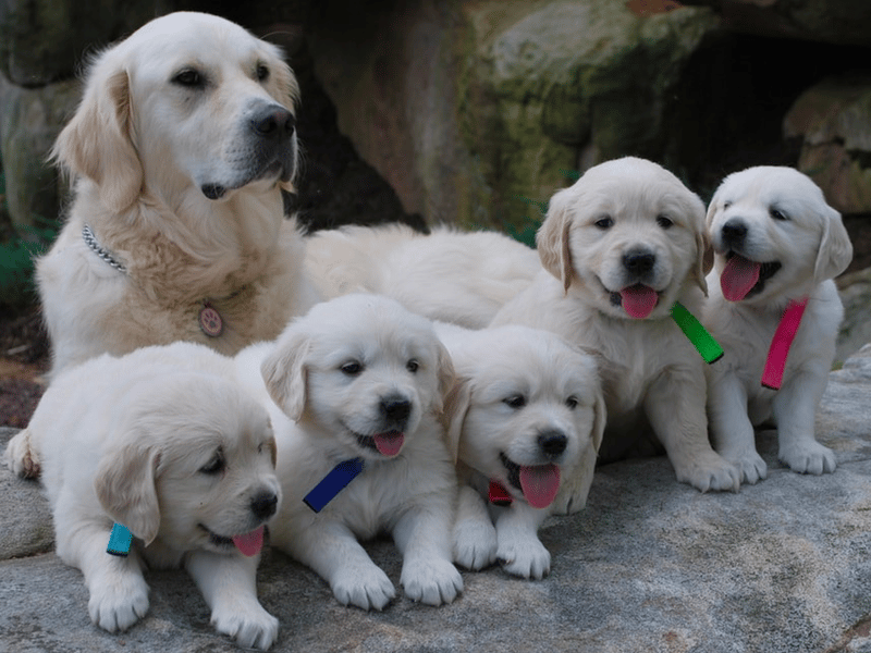 Top 10 Best Golden Retrievers Breeders in Pennsylvania (PA)