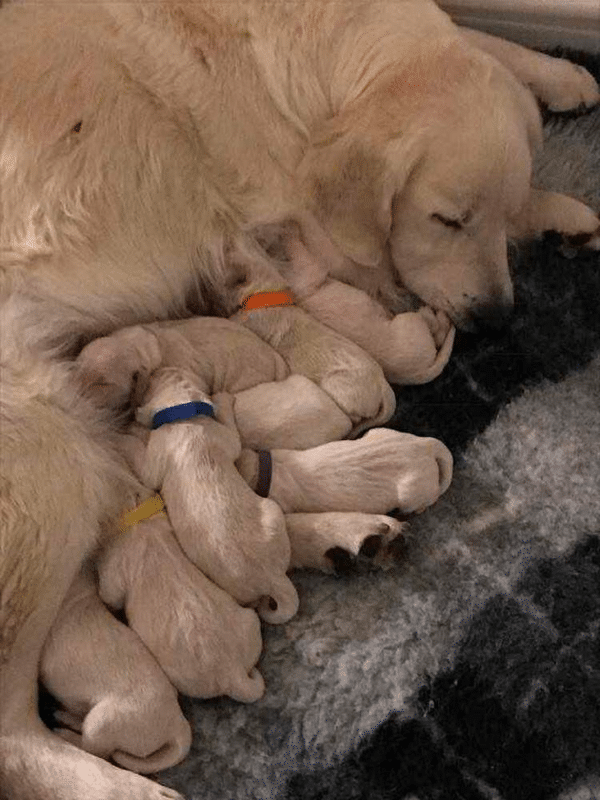 Top 9 Best Golden Retriever Breeders in Oklahoma (OK)
