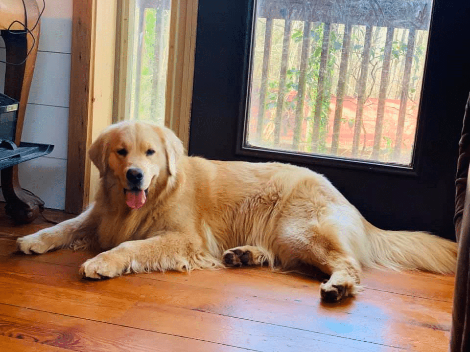 Top 23 Golden Retriever Breeders In (GA)