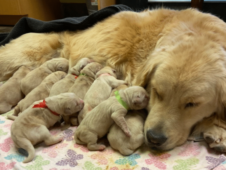 Top 23 Golden Retriever Breeders In (GA)