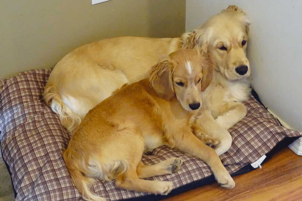 Miniature Vs. Standard Golden Retriever Which is right for you?