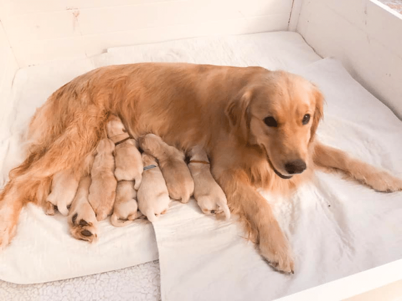 Top 23 Golden Retriever Breeders In (GA)