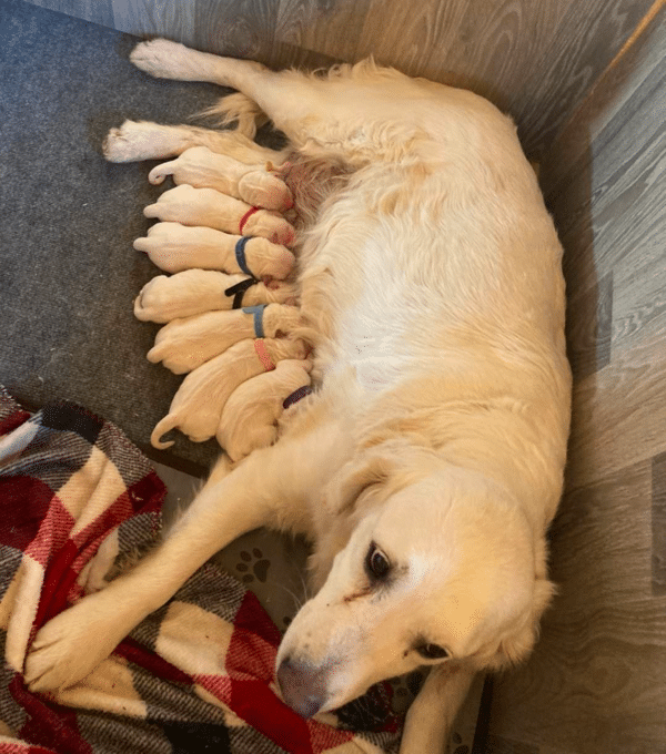 Top 9 Best Golden Retriever Breeders in Oklahoma (OK)