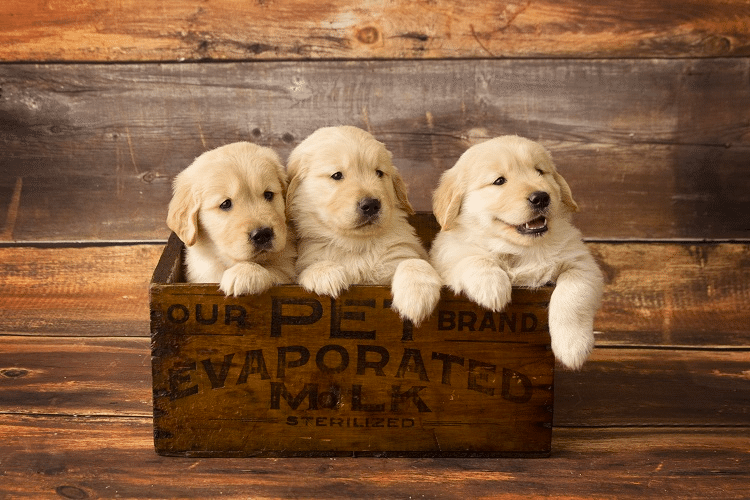 Top 23 Golden Retriever Breeders In (GA)