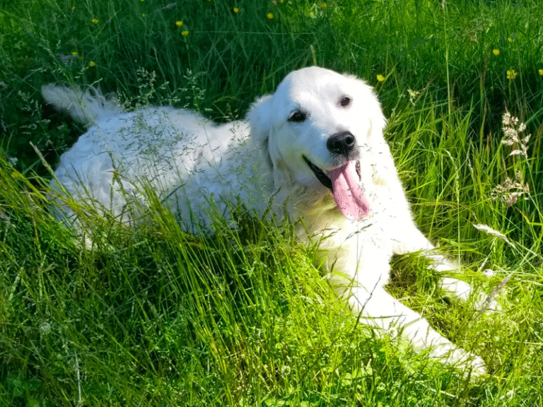 Top 14 Best Golden Retriever Breeders In Washington (WA)