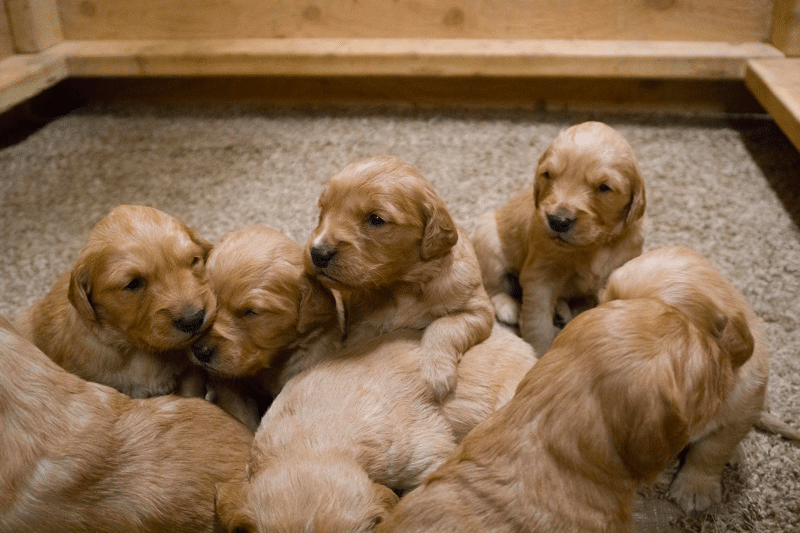 Top 14 Best Golden Retriever Breeders in Utah (UT)