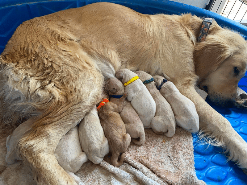 Top 14 Best Golden Retriever Breeders in Utah (UT)