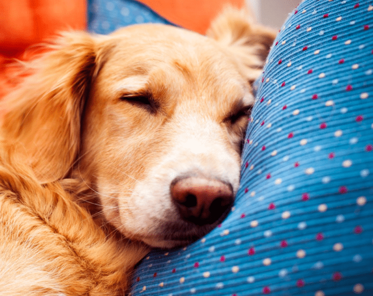 Top 10 Golden Retriever Rescues In Oklahoma (OK)