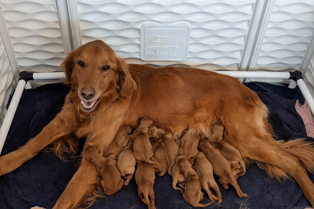 Top 14 Best Golden Retriever Breeders In Washington (WA)