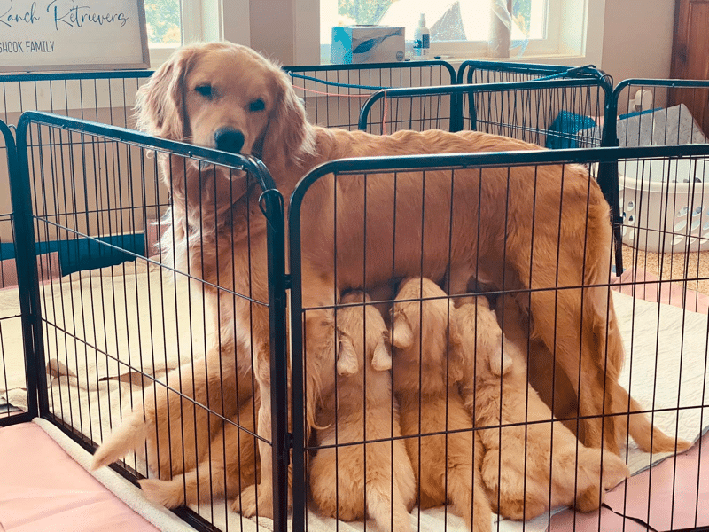 Top 14 Best Golden Retriever Breeders In Washington (WA)