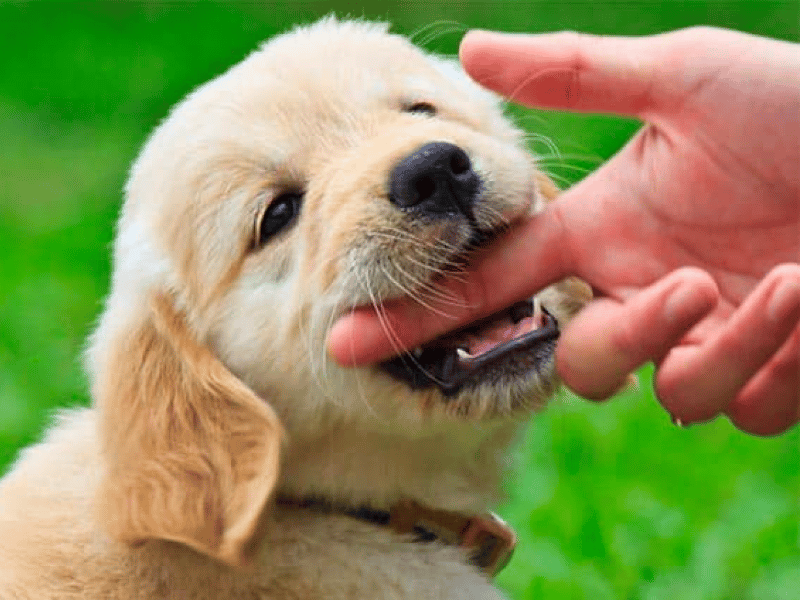 Top 11 Common Behavior Problems With Golden Retrievers