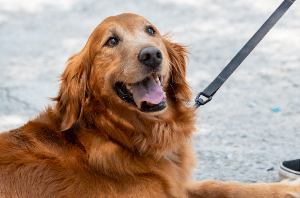 Top 4 Best Golden Retriever Rescues In South Carolina
