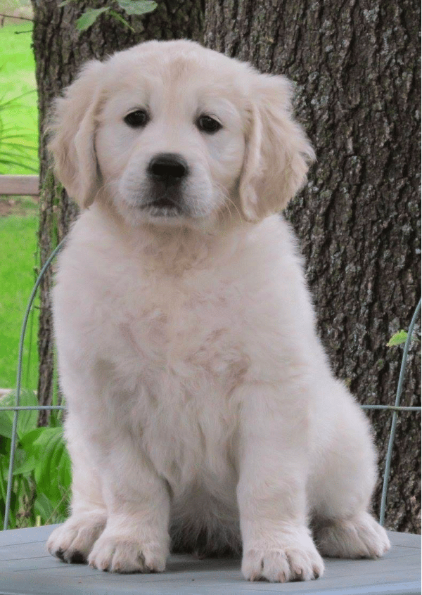 Top 8 Best Golden Retriever Breeders in Minnesota (MN)