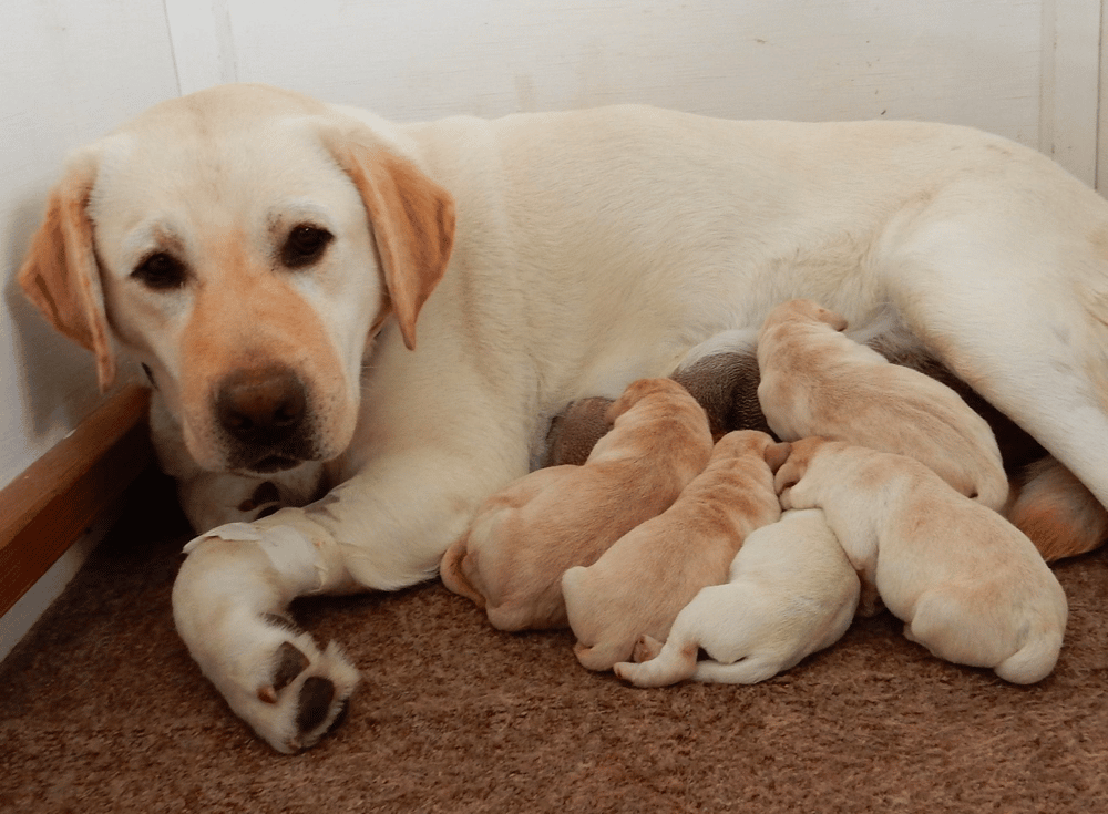 Top 12 Best Labrador Retriever Breeders in California (CA)