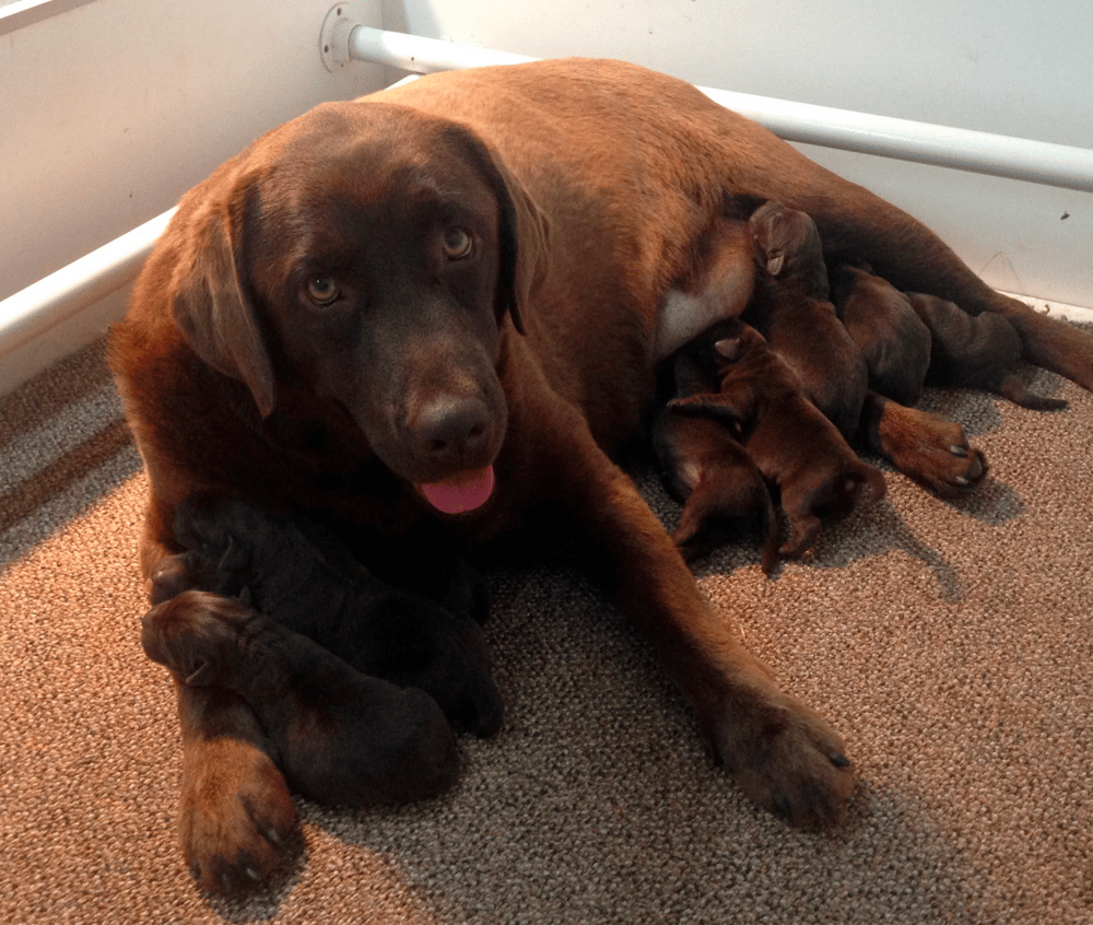 Top 12 Best Labrador Retriever Breeders in California (CA)