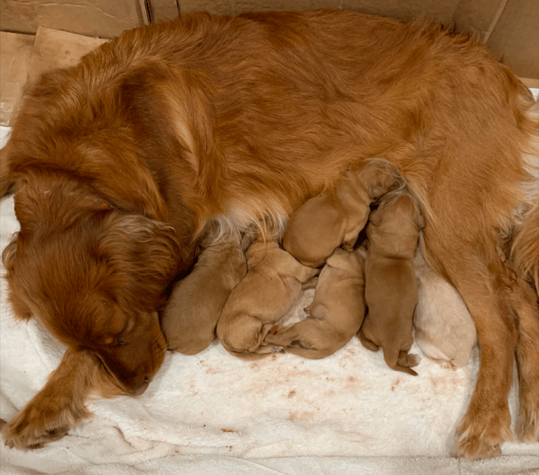 Top 7 Best Miniature Golden Retriever Breeders in the USA
