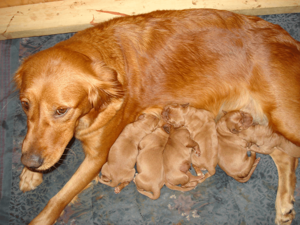 Top 8 Best Golden Retriever Breeders in Minnesota (MN)