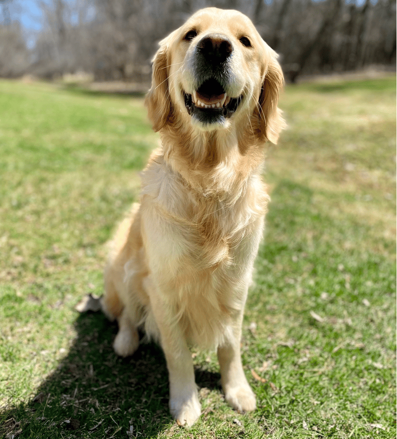 Top 4 Best Golden Retriever Rescues In Wisconsin (WI)